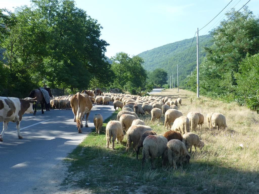 Iedera Casa De Familii 1 Ξενοδοχείο Pianu de Sus Εξωτερικό φωτογραφία